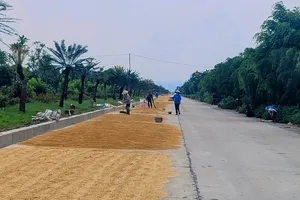 Cả một đoạn đường dài hơn 1km trên tuyến tỉnh lộ ĐT 494B bị biến thành nơi phơi lúa