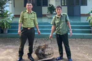 Người dân giao nộp 2 cá thể khỉ đuôi lợn cho kiểm lâm