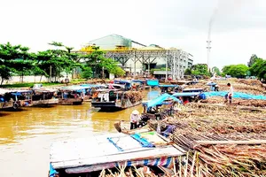 Nông dân chờ bán mía ở Nhà máy đường Phụng Hiệp (Hậu Giang)