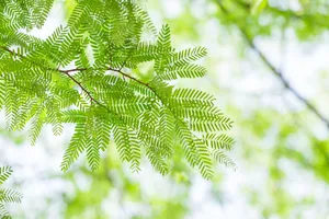 Về thăm Bến Dược