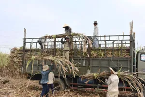 Ngành mía đường gặp khó vì đường nhập lậu