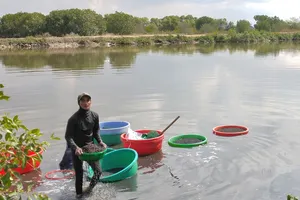 Dù nghề cào ốc nhọc nhằn, nhưng người dân có thu nhập ổn định