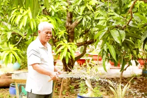 Ông Đoàn Thanh Tường, nông dân tiêu biểu của xã Cần Giờ (TPHCM), chăm sóc vườn cây ăn trái. Ảnh: ĐỨC TRUNG