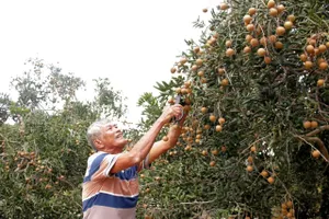 Vùng chuyên canh nhãn xuồng nổi tiếng ở TPHCM