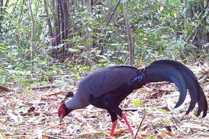 Ngắm bộ sưu tập các loại gà lôi quý hiếm ở Vườn Quốc gia Chư Mom Ray