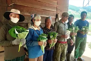 Đề nghị khoanh nợ, gia hạn nợ cho hộ nghèo có vườn sâm bị bão tàn phá