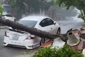 1 người thiệt mạng, 8 người bị thương do bão số 5