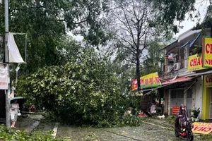 Các đường phố xung quanh Bệnh viện Sản Nhi Nghệ An ngổn ngang sau khi bão đổ bộ