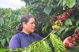 Giá cà phê trong nước lên mức 118.500 đồng/kg