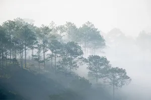 Dưới những tầng thông reo