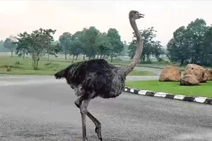 TPHCM: Con đà điểu xuất hiện trên đường đã chết và được tiêu hủy 