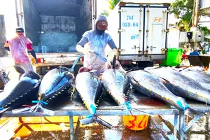 Ngư dân trúng cá ngừ đại dương những ngày giáp tết