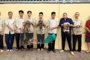 Khởi tố, bắt tạm giam nhóm chuyên trộm mèo quy mô lớn tại xã Đông Thạnh