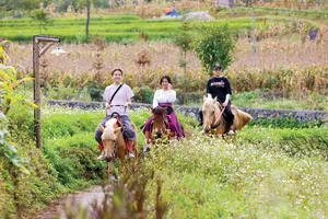 Rong ruổi cực Bắc