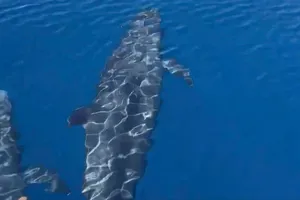 Đàn cá voi khoảng 100 con xuất hiện trên biển Phú Quý (tỉnh Lâm Đồng)