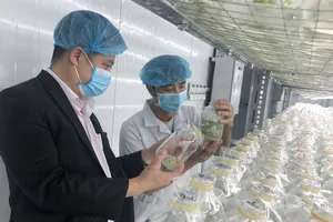 Đánh thức “quốc bảo” trên đỉnh Ngọc Linh