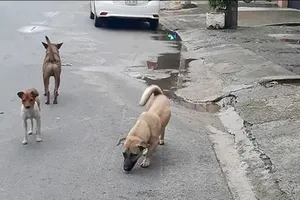 Nuôi chó đừng để mất vui