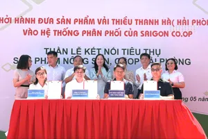 Vải Thanh Hà được Saigon Co.op đưa vào phân phối tại 800 điểm bán trên toàn quốc. Ảnh: MINH XUÂN