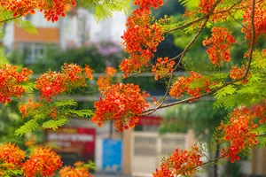 Mỗi mùa phượng nở