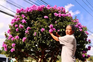 Hoa bằng lăng nhuộm sắc cao nguyên