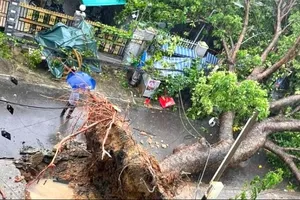 Cắt tỉa cây xanh ưu tiên bảo đảm an toàn trước mùa mưa