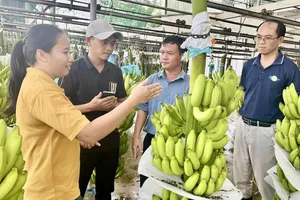 Nhân viên Công ty CP Nông nghiệp U&I (Unifarm) tại dây chuyền phân loại, đóng gói chuối thành phẩm. Ảnh: XUÂN TRUNG