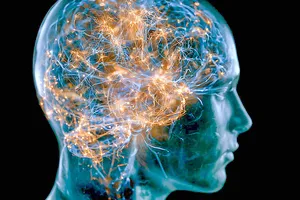 Một nhóm tế bào thần kinh ở thân não giúp hạn chế những biến động huyết áp. Ảnh: ScienceDaily