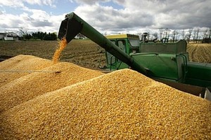 Vietnam to grow 1.26 mln ha of corn