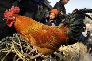 Philippines confirms avian influenza strain on Luzon island