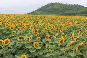 VIDEO:Sunflowers bloom in days near Tet