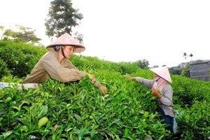 Vietnamese tea wins “Teas of the World” awards 