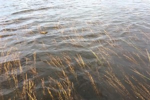 Water levels at Mekong are rising quickly Photo: SGGP