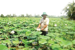 Local farmers plant lotus at rice field on the flood season