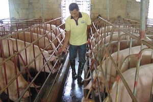 HCMC focuses on safe pig breeding chain