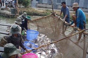 Tra fish prices increase to record high