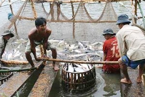 Local farmers harvest tra fish photo: SGGP