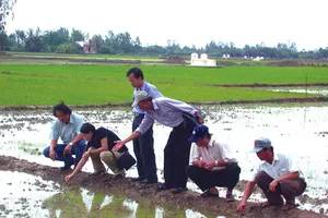 Ông Lê Quốc Phong - TGĐ (bìa trái) cùng các chuyên gia nghiên cứu tại ruộng lúa