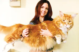 Chú mèo khổng lồ