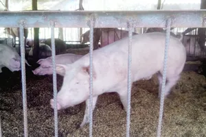 Mô hình nuôi heo trên nền đệm lót sinh học