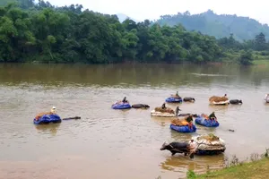 Để vận chuyển nông sản về nhà, người dân Đức Liên sử dụng trâu kéo vượt sông Ngàn Sâu