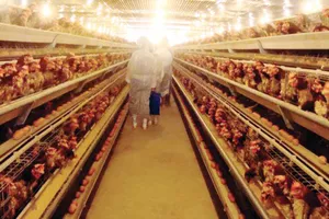 Siêu thị bắt đầu bán trứng truy xuất nguồn gốc