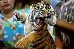 Đấu tranh chống tội phạm động vật hoang dã xuyên biên giới