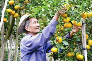 Về miền Tây ăn Tết sớm