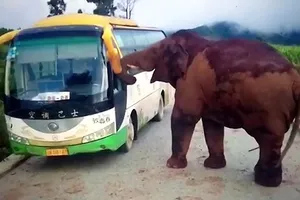 Quan tâm đặc biệt tới voi hoang dã