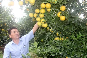 Ông Dương Đình Tấn, Chủ nhiệm HTX Tấn Thanh, trong vườn cam được dán tem truy xuất nguồn gốc