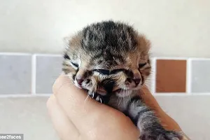 Mèo hai đầu vẫn sống khỏe mạnh 