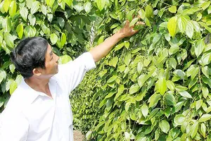 Người trồng hồ tiêu lo lắng vì giá giảm sâu