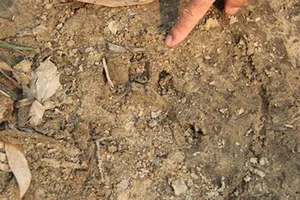 Nghi báo hoa mai xuất hiện, bắt dê ở Quảng Trị