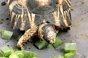 Giải cứu 10.000 con rùa vân tỏa ở Madagascar