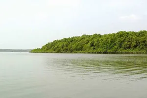 Thả tôm càng xanh giống vào sông Lòng Tàu